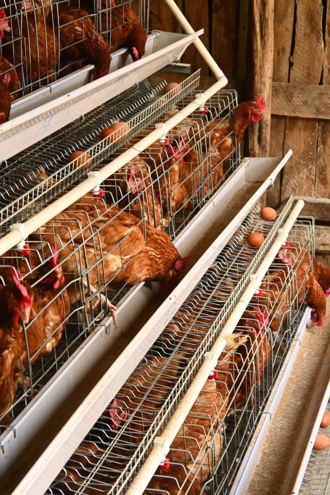 Broiler Cobb Hatching Eggs