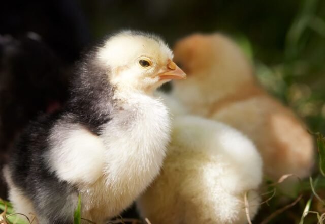 How to Reduce Chick Mortality in the First Week