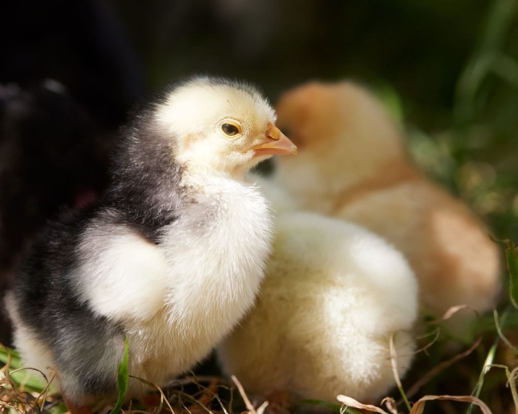 How to Reduce Chick Mortality in the First Week