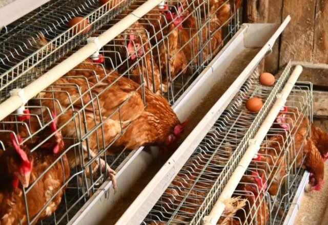 Choosing Between Chicks and Hatching Eggs for Your Farm