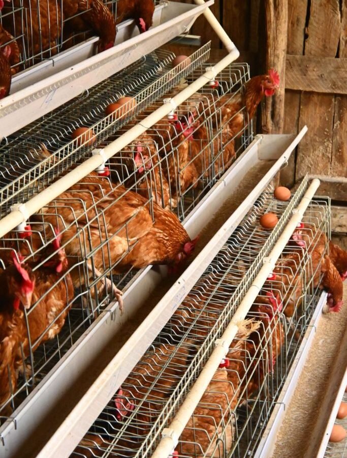 Choosing Between Chicks and Hatching Eggs for Your Farm